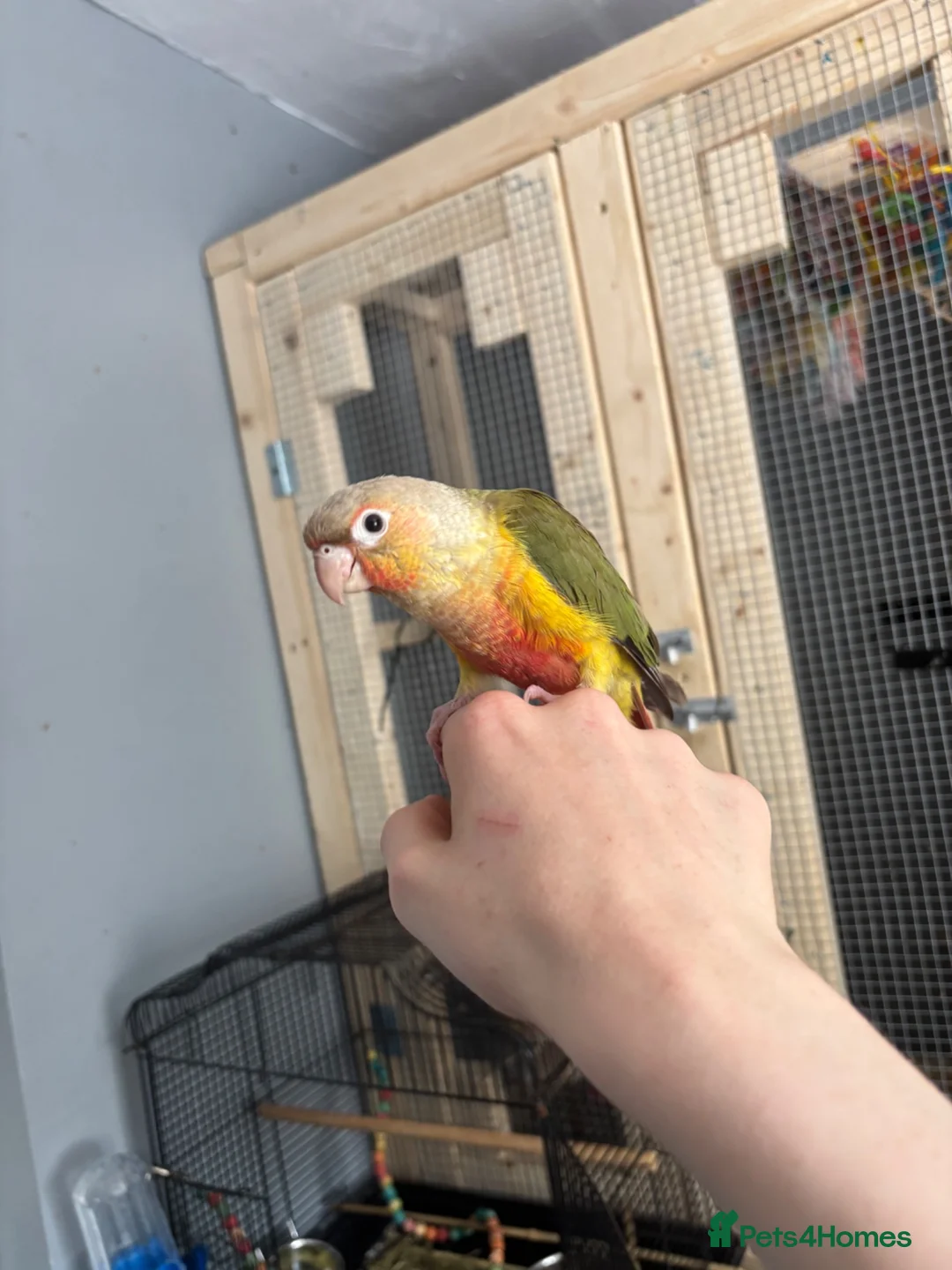 Conures birds for sale: Hand-reared baby conure - Advert 2