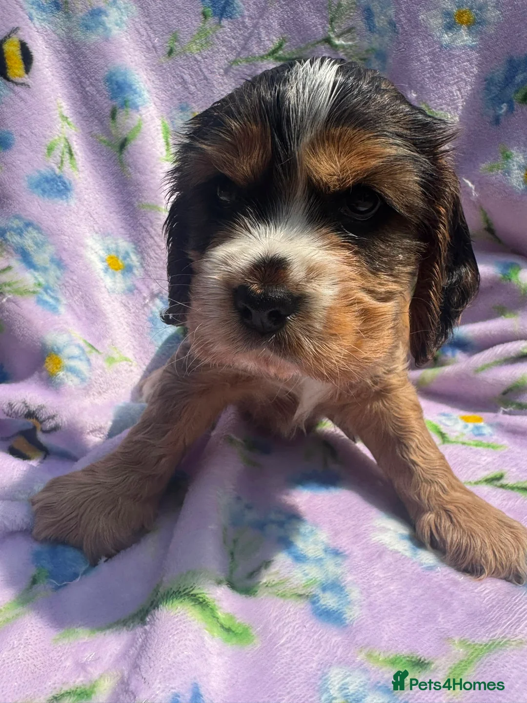 Cocker Spaniel dogs for sale: Beautiful cocker spaniels puppies 💙❤️ - Advert 6