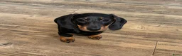 Miniature Dachshund dogs for sale: *REDUCED* FULLY INOCULATED MINI SMOOTH DACHSHUNDS - Advert 8