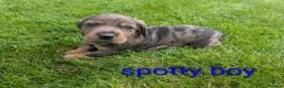 Dachshund dogs for sale: Dachshund pups - Advert 15