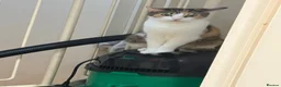 Domestic Shorthair cats for sale: Kittens for sale!  - Advert 1