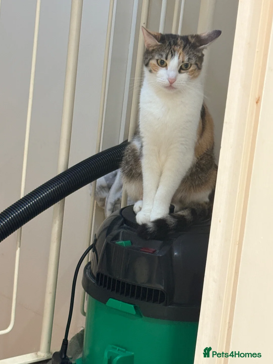 Domestic Shorthair cats for sale: Kittens for sale!  - Advert 1