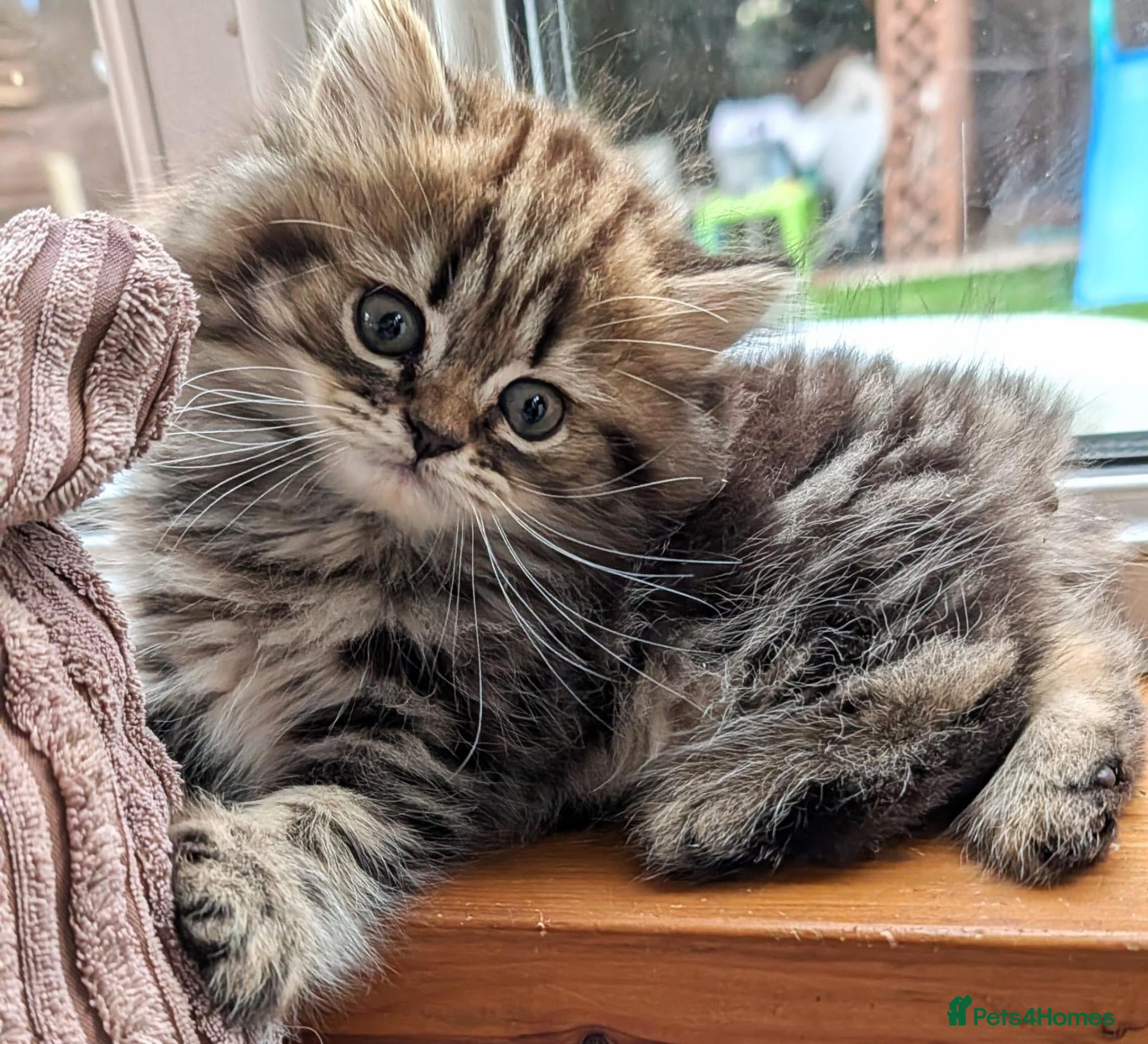 Mixed Breed cats Stunning BSH x Chinchilla Persian kittens Boy&Girl - Advert 6