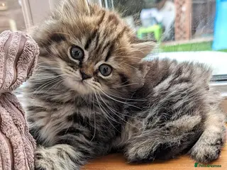 Mixed Breed cats Stunning BSH x Chinchilla Persian kittens Boy&Girl - Advert 6