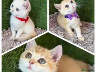 British Shorthair cats Unique British shorthair golden kittens - Advert 5