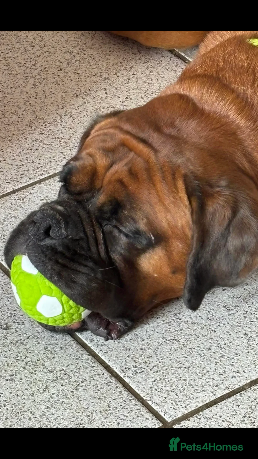 Boxer dogs for sale: Boxer Male - Advert 2