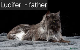 Maine Coon cats for sale: Smoke Russian Line Mainecoons - Image 8