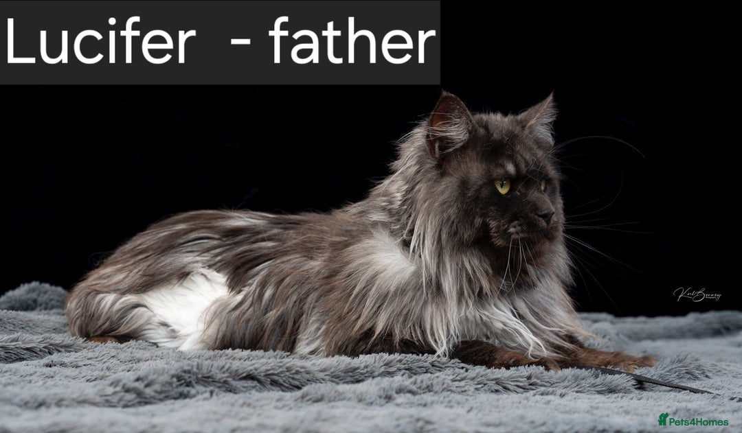 Maine Coon cats for sale: Smoke Russian Line Mainecoons - Image 8