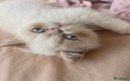 Exotic cats for sale: Flame point colour point  - Image 2
