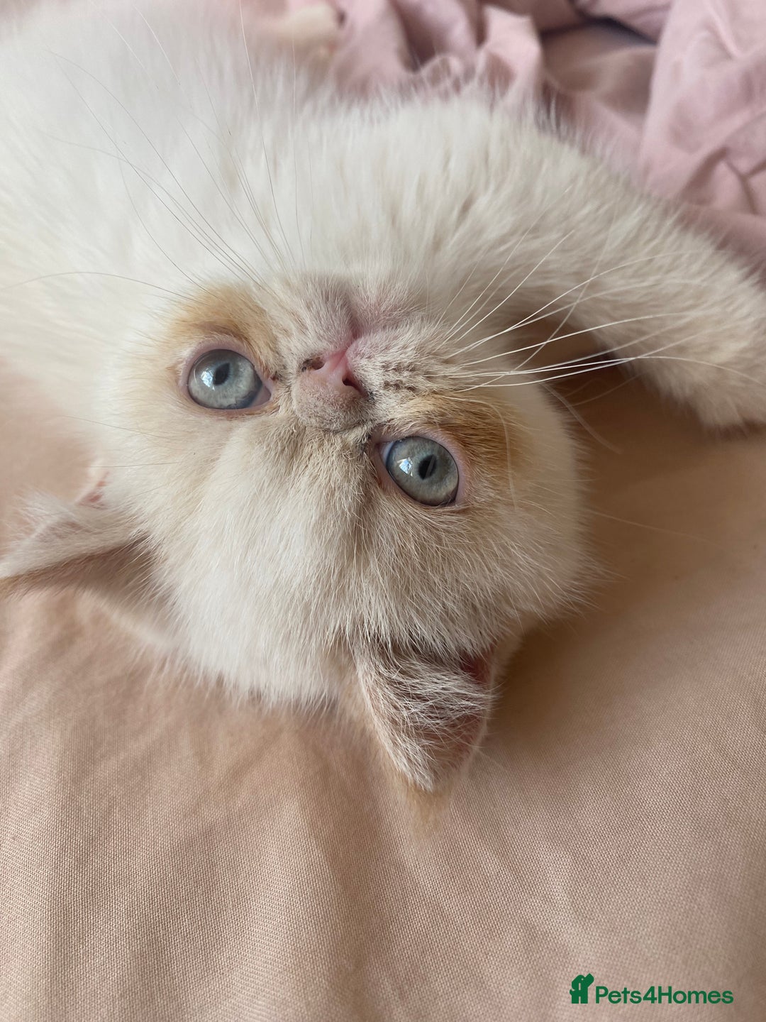 Exotic cats for sale: Flame point colour point  - Image 2