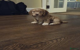 Cocker Spaniel dogs for sale: Cocker spaniel puppy  - Image 2