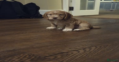 Cocker Spaniel dogs - Advert 6