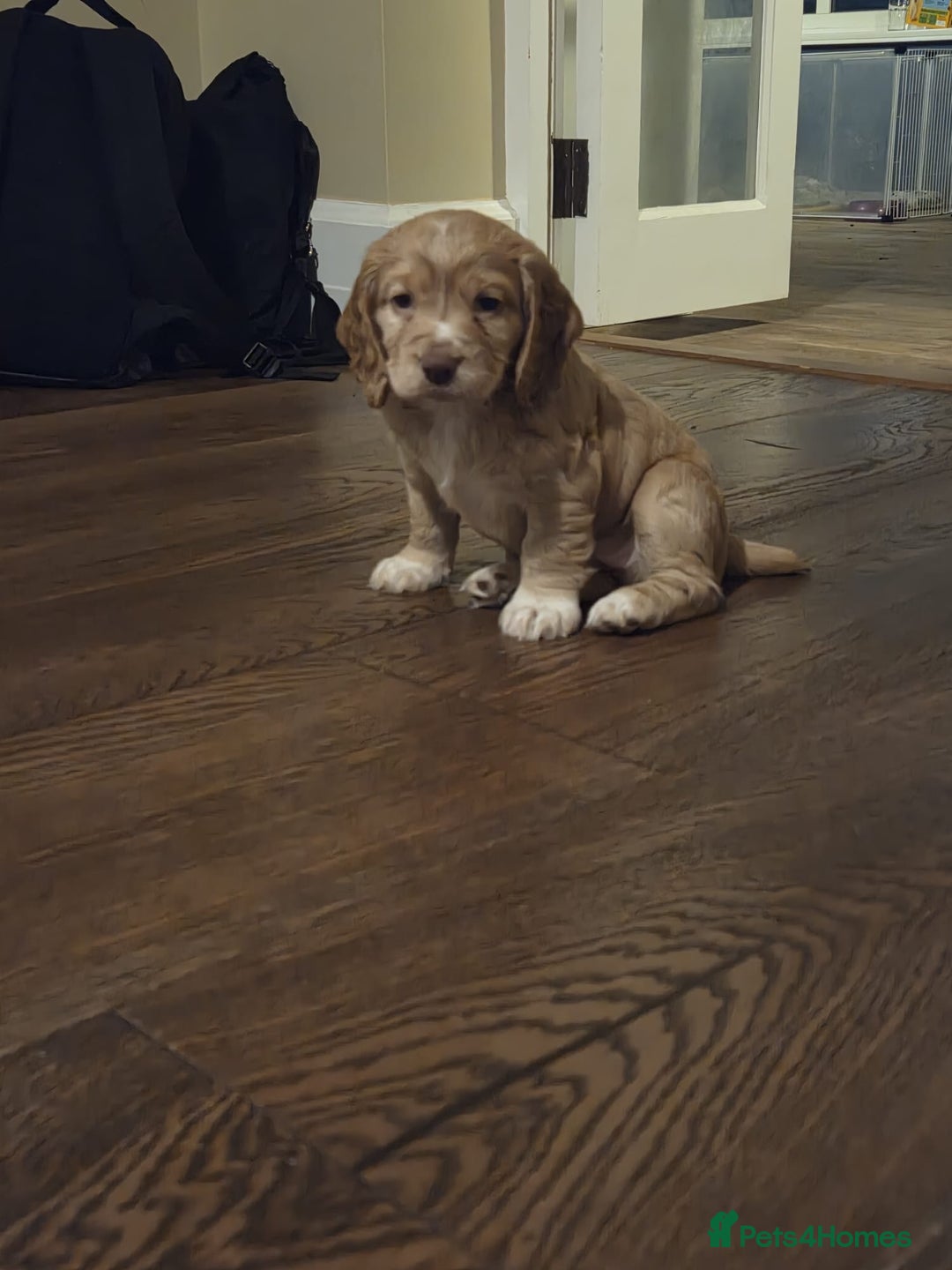 Cocker Spaniel dogs for sale: Cocker spaniel puppy  - Image 2