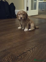 Cocker Spaniel dogs - Advert 5