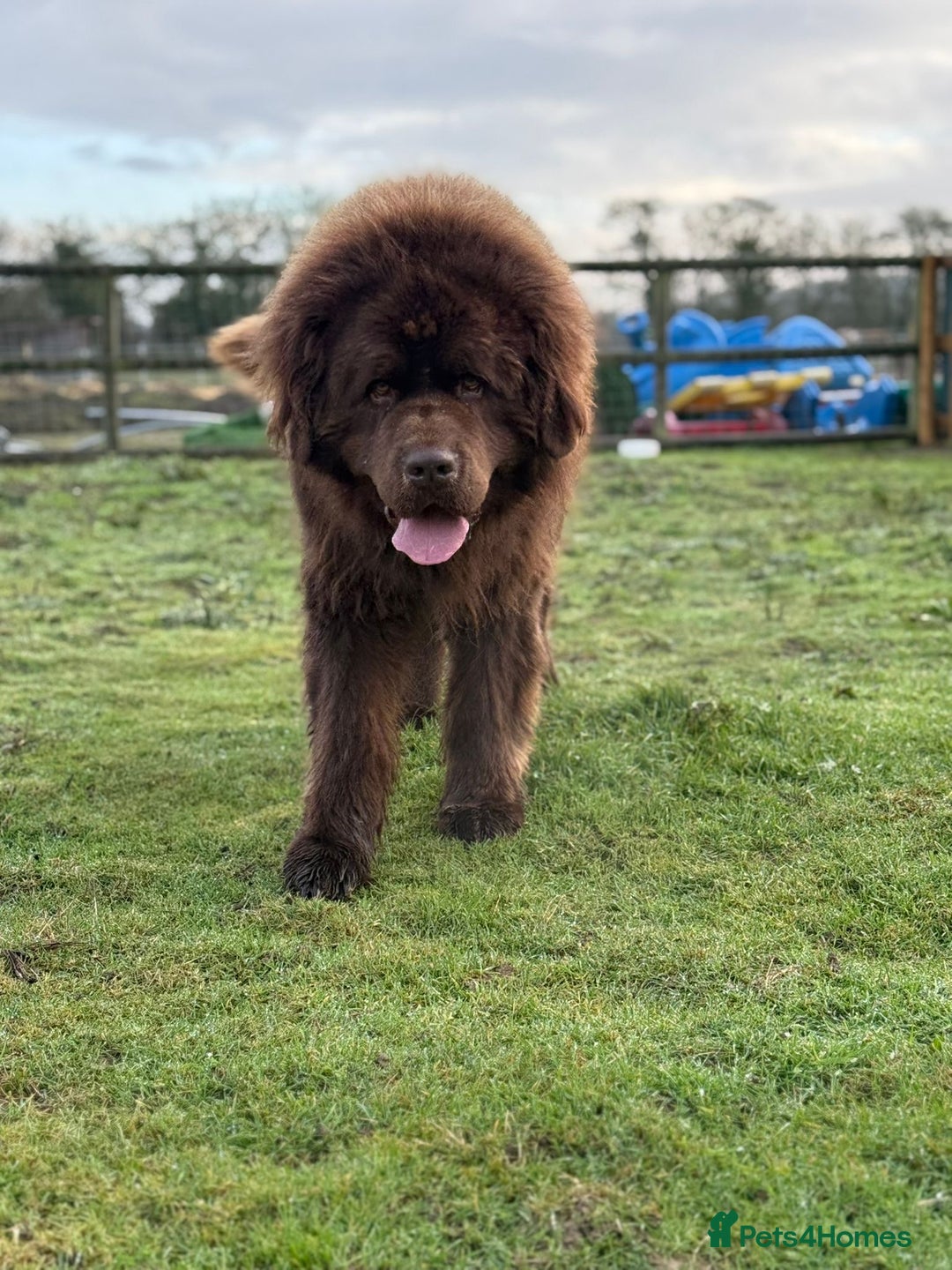 Newfoundland dogs for sale:  💙Do you have a heart big enough for this boy 💙 - Advert 7