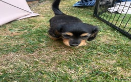 Miniature Dachshund dogs for sale: Miniature Long Haired black & tan bitch - Image 6