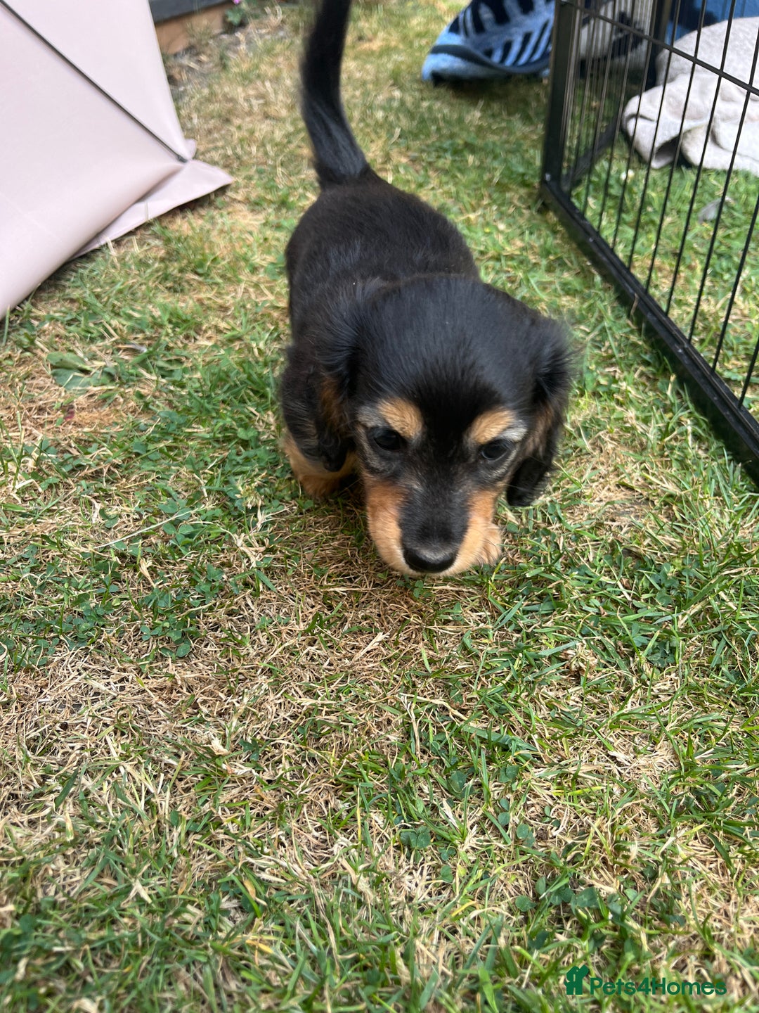 Miniature Dachshund dogs for sale: Miniature Long Haired black & tan bitch - Image 6