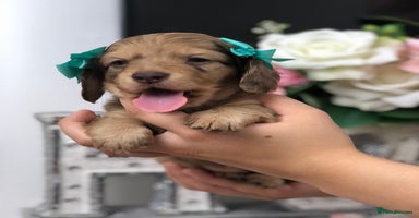 Miniature Dachshund dogs - Advert 2