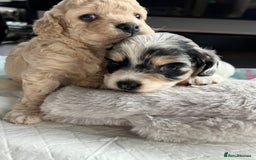 Cockapoo dogs for sale: Rare marked  small cockerpoo puppys  - Advert 5