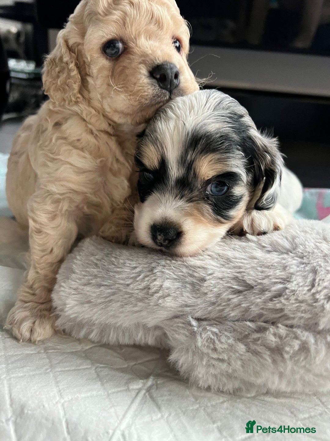 Cockapoo dogs for sale: Rare marked  small cockerpoo puppys  - Advert 5