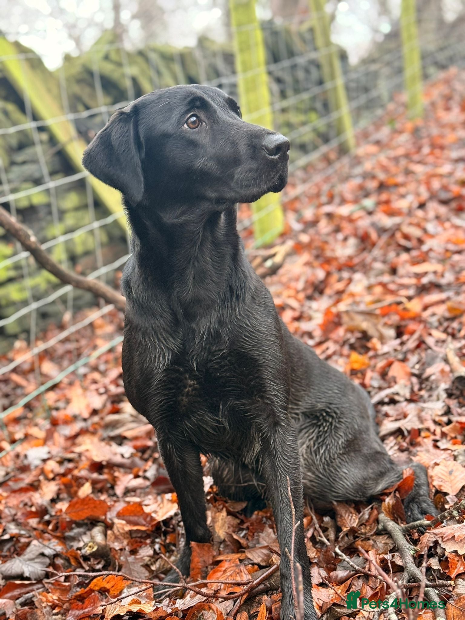 Labrador Retriever dogs Quality FTCH Sired Pup - Advert 1