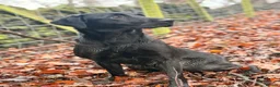 Labrador Retriever dogs for sale: Quality FTCH Sired Pup in Rotherham - Advert 1