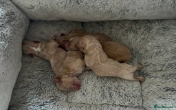 Maltipoo dogs for sale: Miniature F1 Maltipoo Puppies - Image 2