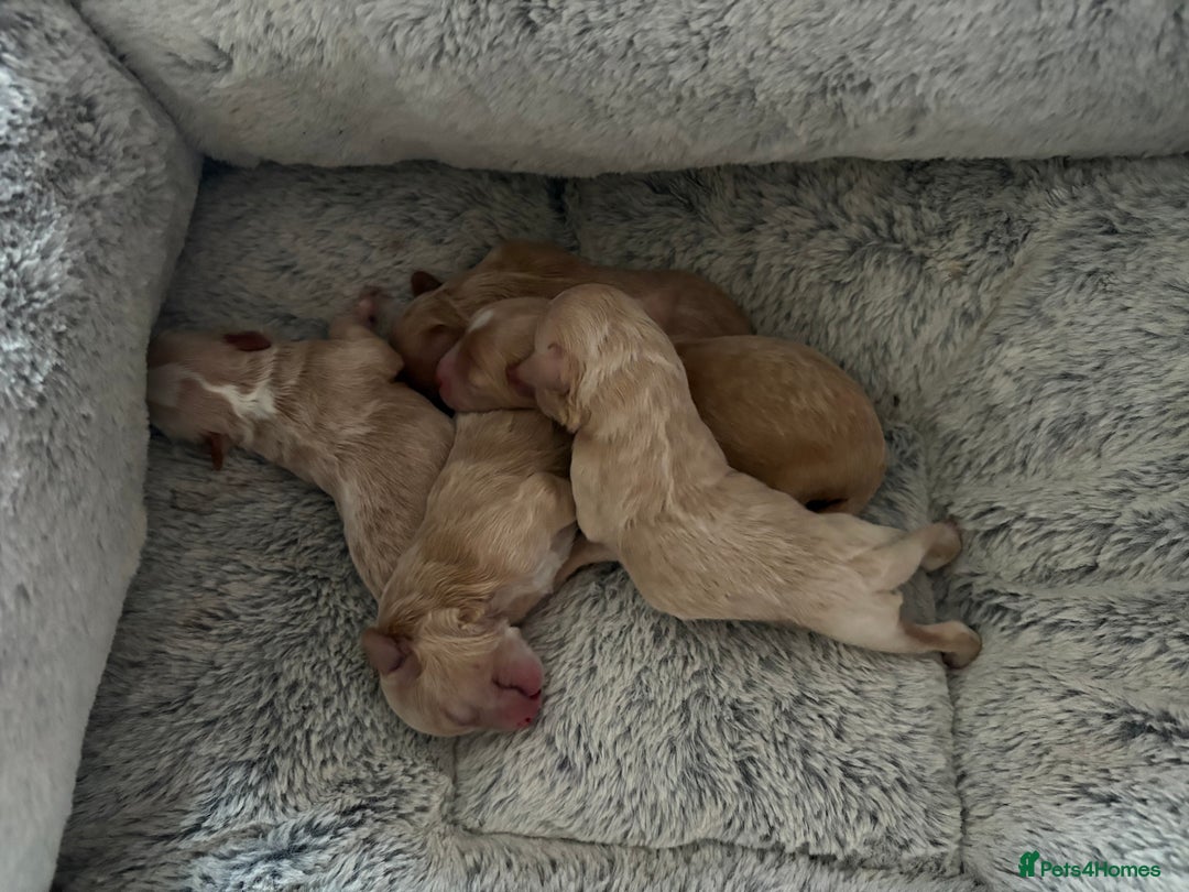 Maltipoo dogs for sale: Miniature F1 Maltipoo Puppies - Image 2