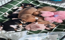 Jack Russell dogs for sale: Mini jack russells  - Image 11