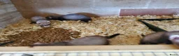 Ferret rodents for sale: Boy and girl ferrets in Wigan - Advert 1