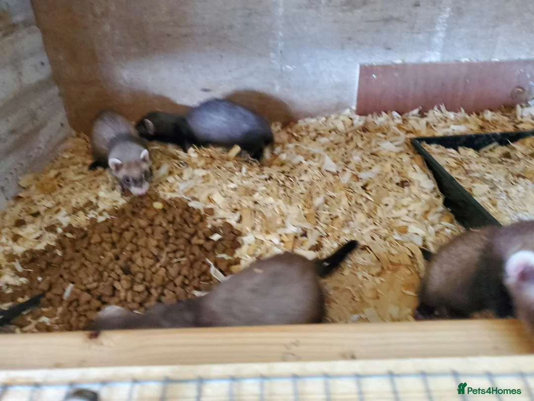 Ferret rodents for sale: Boy and girl ferrets in Wigan - Advert 1
