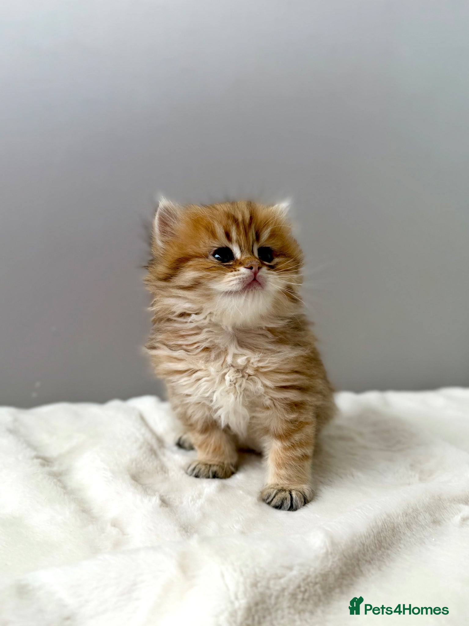 British Longhair cats Champion lines Golden British Longhairs - Advert 2