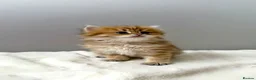 British Longhair cats for sale: Champion lines Golden British Longhairs - Advert 10