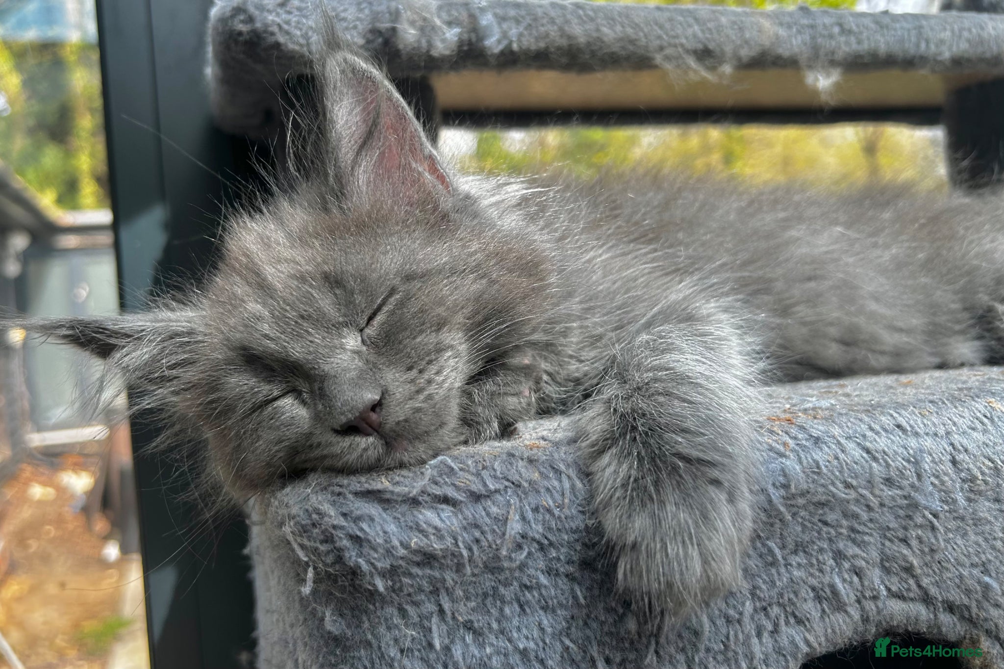 Maine Coon cats Exceptional blue-smoke Maine Coon Kittens 🔥  - Advert 4