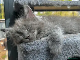 Maine Coon cats Exceptional blue-smoke Maine Coon Kittens 🔥 - Advert 4