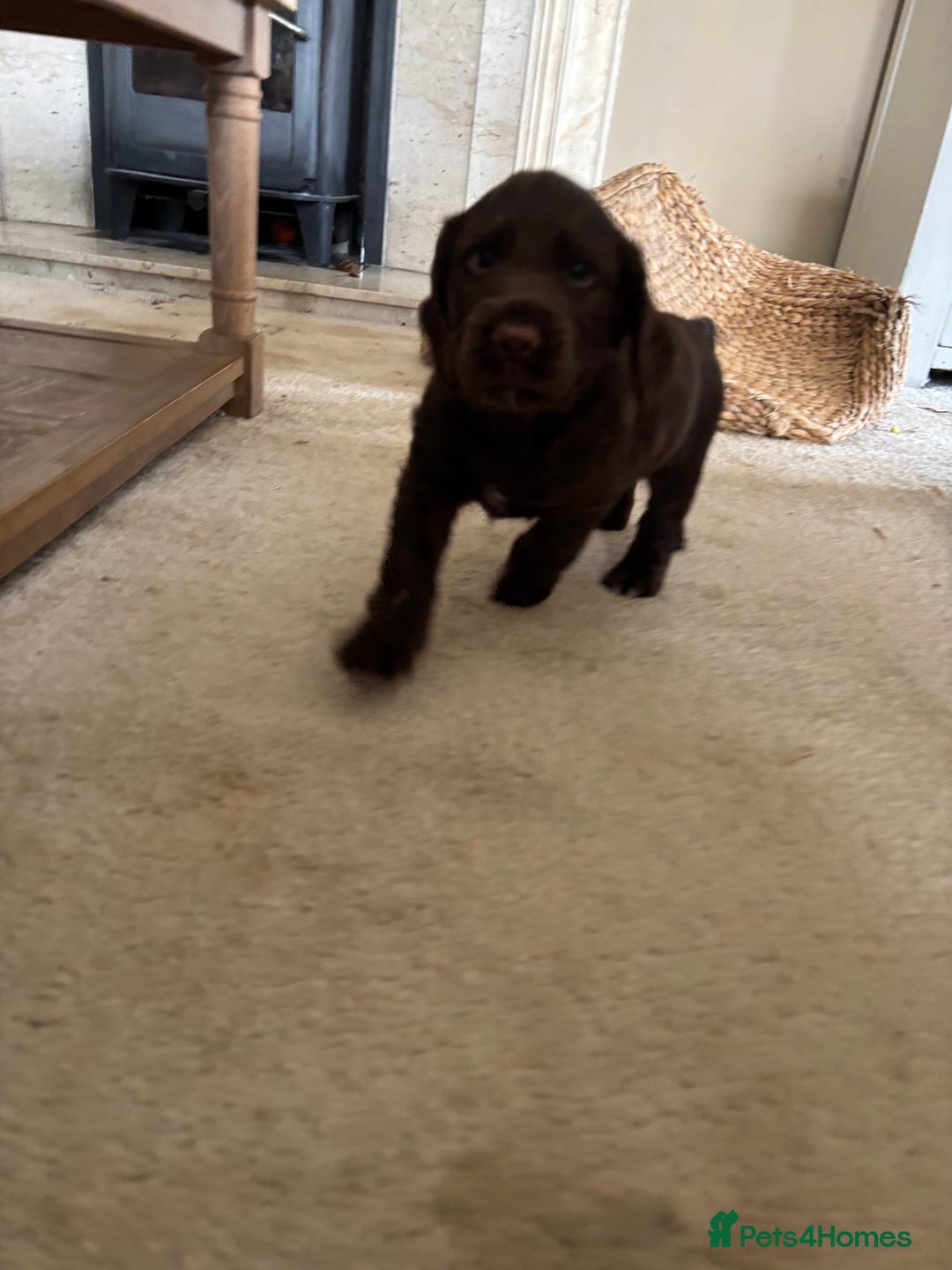 Cocker Spaniel dogs for sale: Beautiful Litter of Cocker Spaniel Puppies  - Image 12