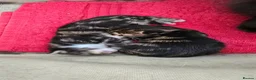 Mixed Breed cats for sale: 3 beautiful long hair kittens - Advert 2