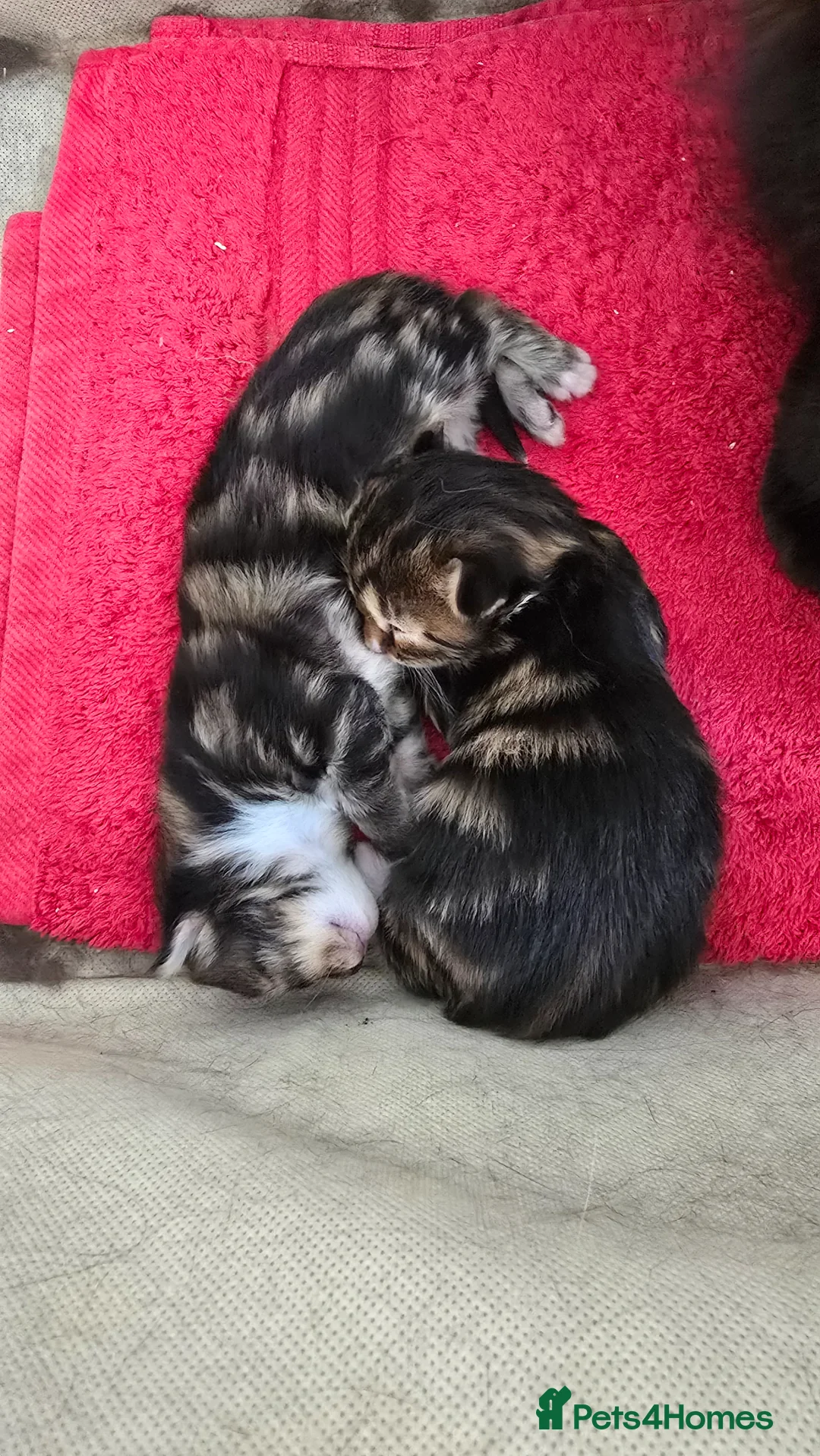Mixed Breed cats for sale: 3 beautiful long hair kittens - Advert 2