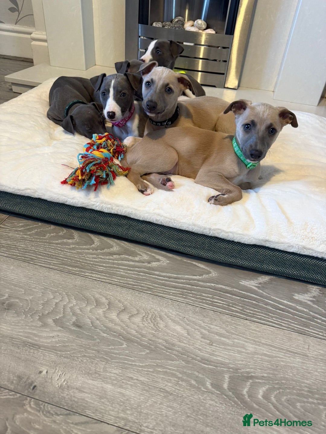 Whippet dogs for sale: 8 Week Old Whippet Puppies  - Advert 7