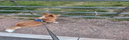 Welsh Corgi Pembroke dogs for stud: Welsh Pembrokeshire corgi in Martock - Advert 4