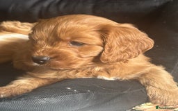 Cavapoo dogs for sale: King Charles Cavalier x Cavapoo - Image 1