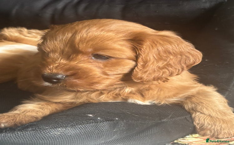 Cavapoo dogs - Advert 1
