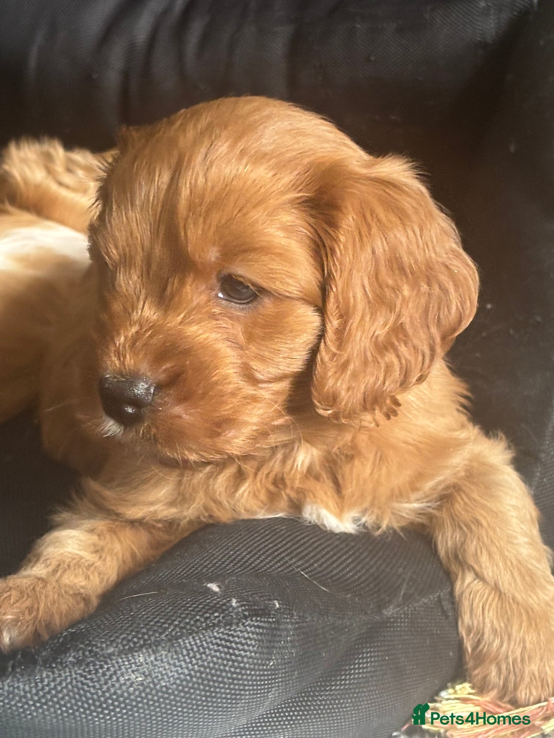 Cavapoo dogs for sale: King Charles Cavalier x Cavapoo - Image 1