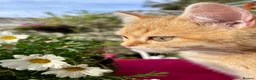 British Shorthair cats for sale: Blue Golden Golden CPT & Silver Tipped - Advert 14