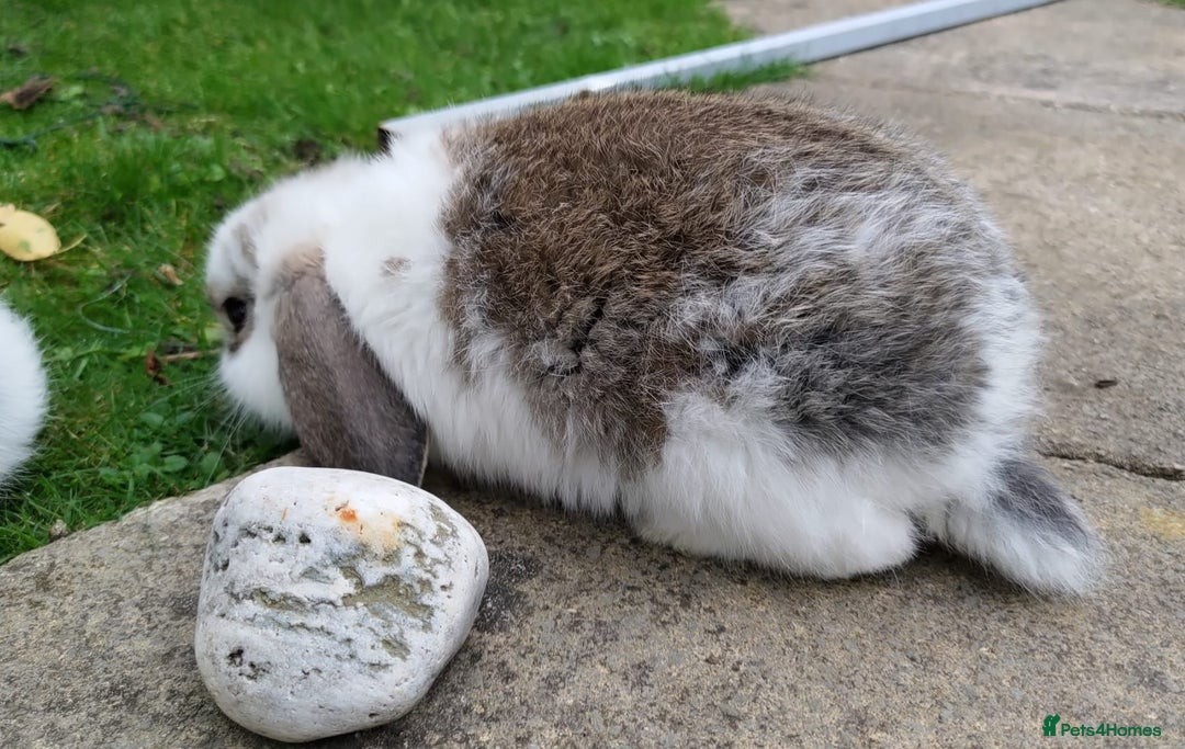 Mini Lop rabbits for sale: Gorgeous Mini lop babies looking for new homes - Image 25