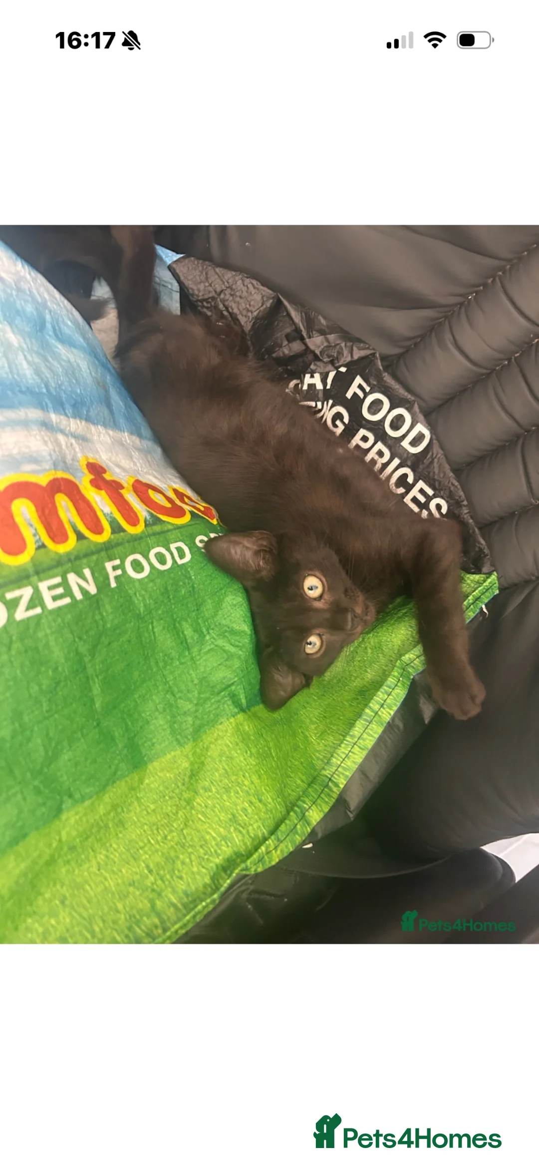Mixed Breed cats for sale: Ragdoll x tabby  in South Ockendon - Advert 2