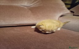 Mixed Breed cats for sale: Four mixed breed British short kittens - Image 12
