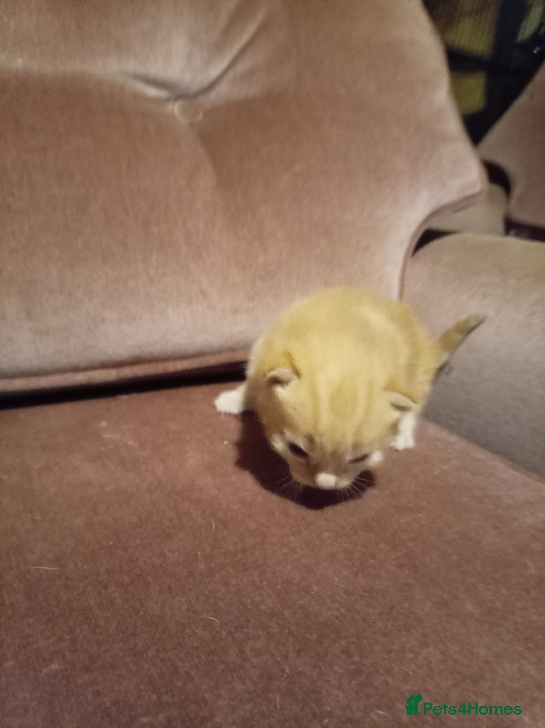 Mixed Breed cats for sale: Four mixed breed British short kittens - Image 12