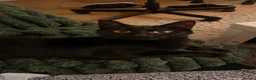 Mixed Breed cats for sale: Layl  - Advert 5