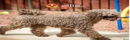 Miniature Poodle dogs for sale: Miniature poodle  - Advert 2
